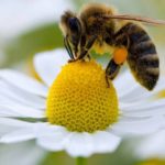 Alergias respiratórias aumentam na Primavera