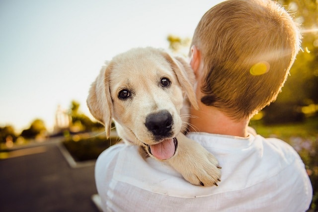 Animais também podem ter alergia