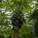 Salada de papaia verde