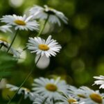 Equinócio da primavera de 2021