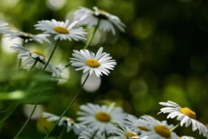 Equinócio da primavera